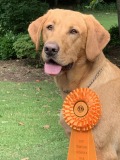 Copper-with-AKC-award